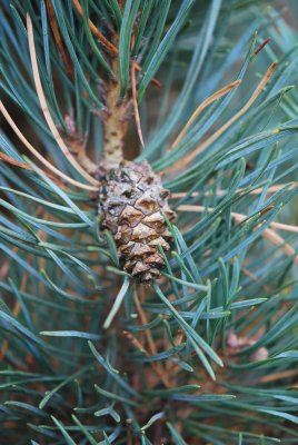 Pinus sylvestris 'Pyramidalis glauca' - borovice lesní - šiška zralá